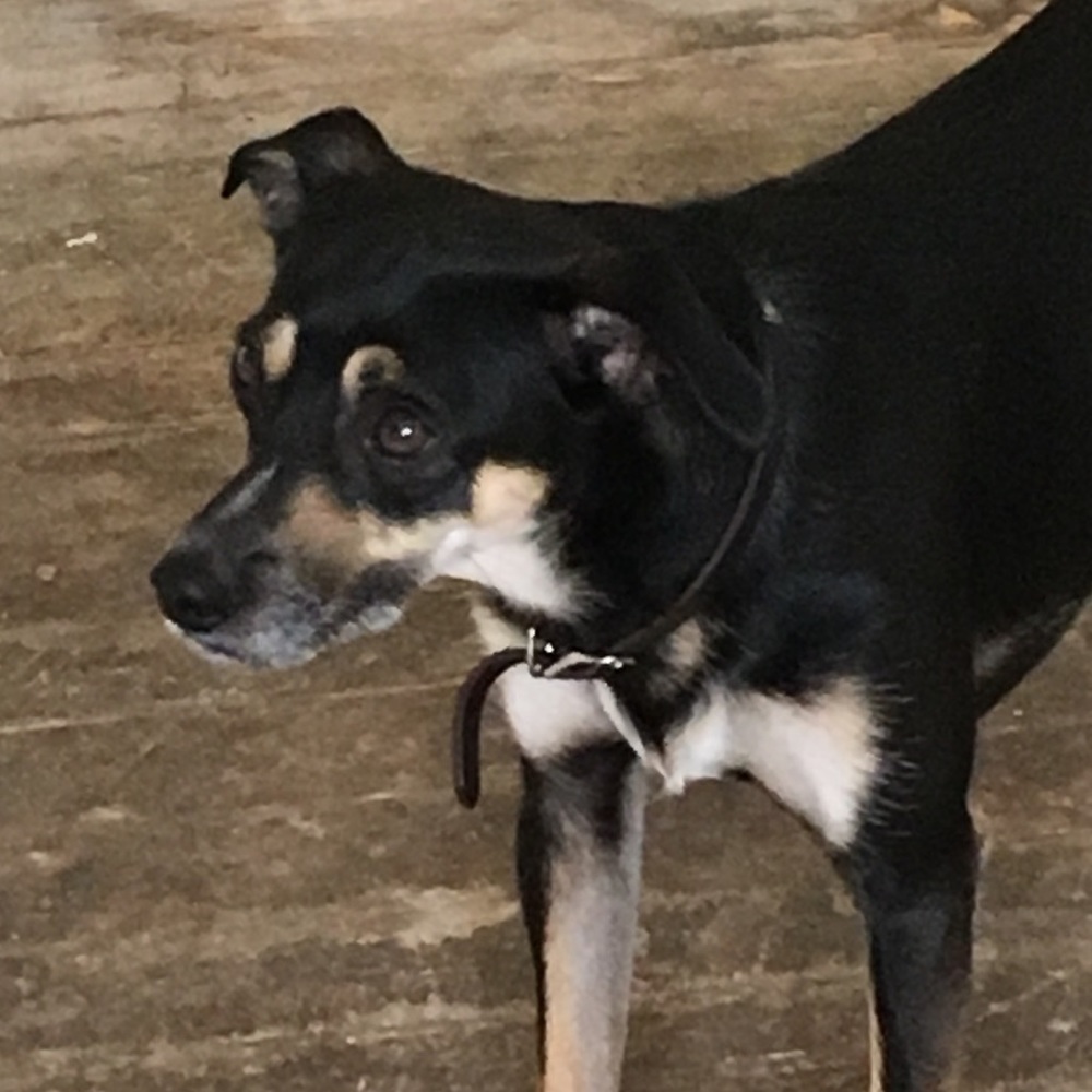 Meet your Posher, Genevra